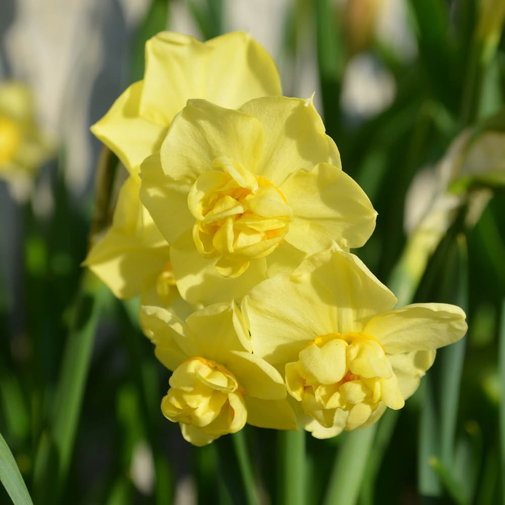 YouGarden Narcissus Yellow Cheerfulness Planting Bulb 30 Pack Image 2