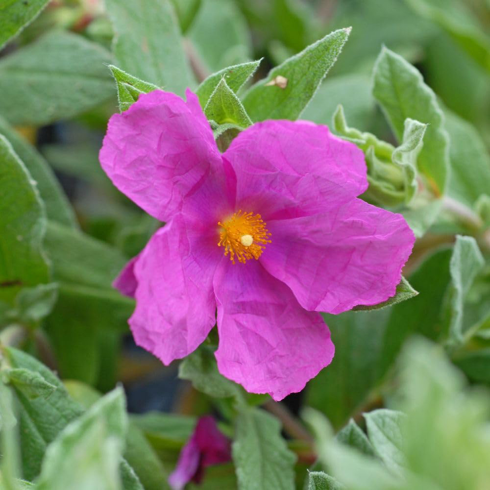 Thompson and Morgan Cistus x Pulverulentus Sunset Plant Pot 9cm Image 2