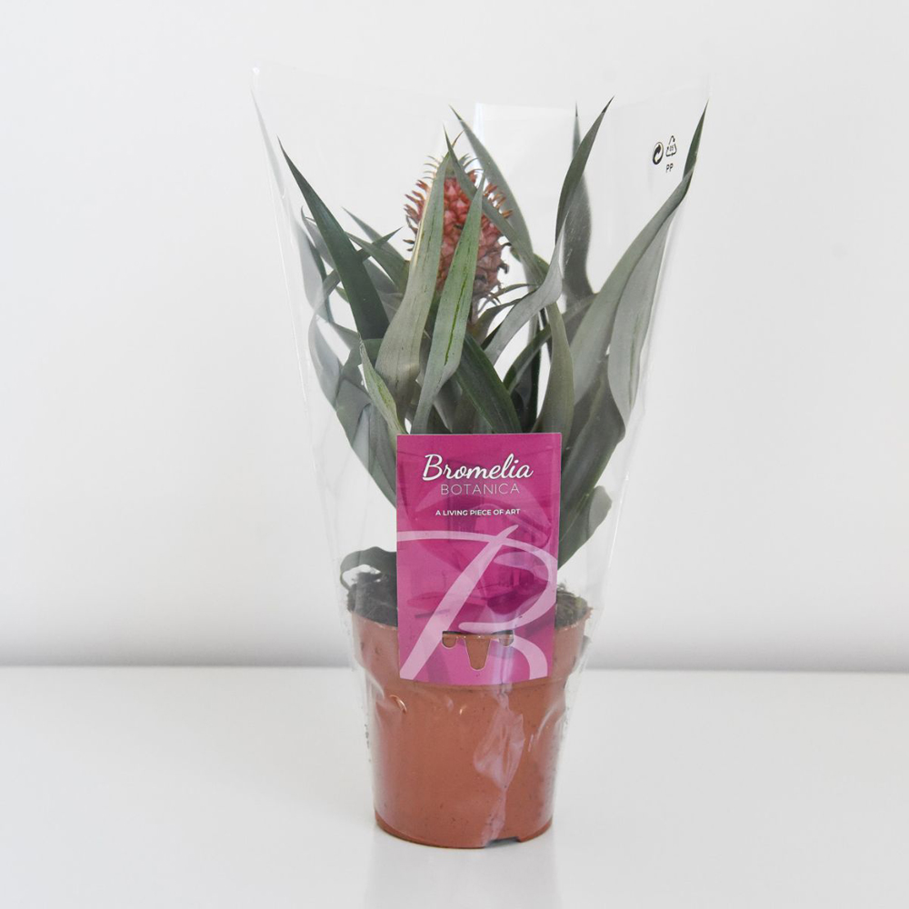 Thompson and Morgan Ornamental Pineapple Rosita Plant Pot 12cm Image 6