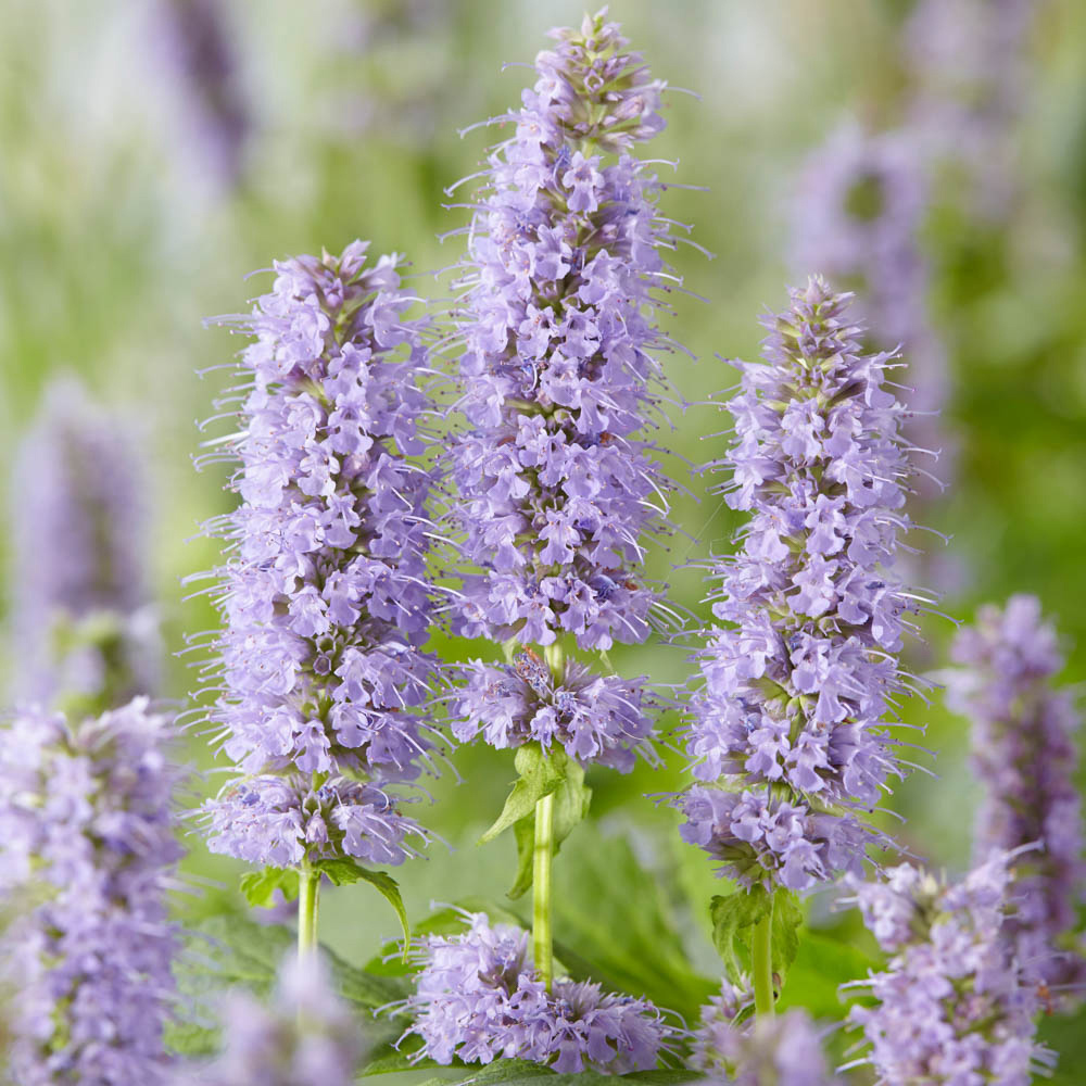 YouGarden Agastache Blue Fortune Giant Hyssop Plant Pot 3 Pack Image 1
