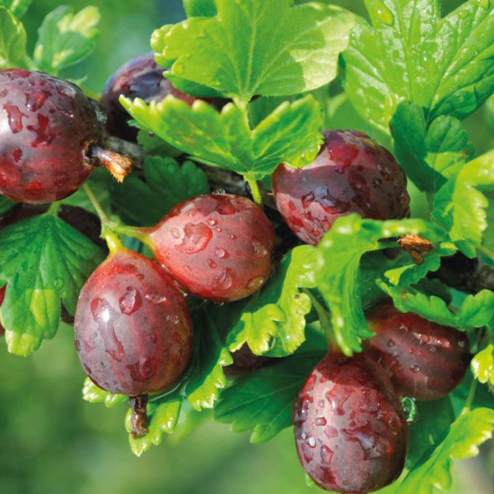 Thompson and Morgan Red Gooseberry Giggles Plant Pot 9cm Image 1