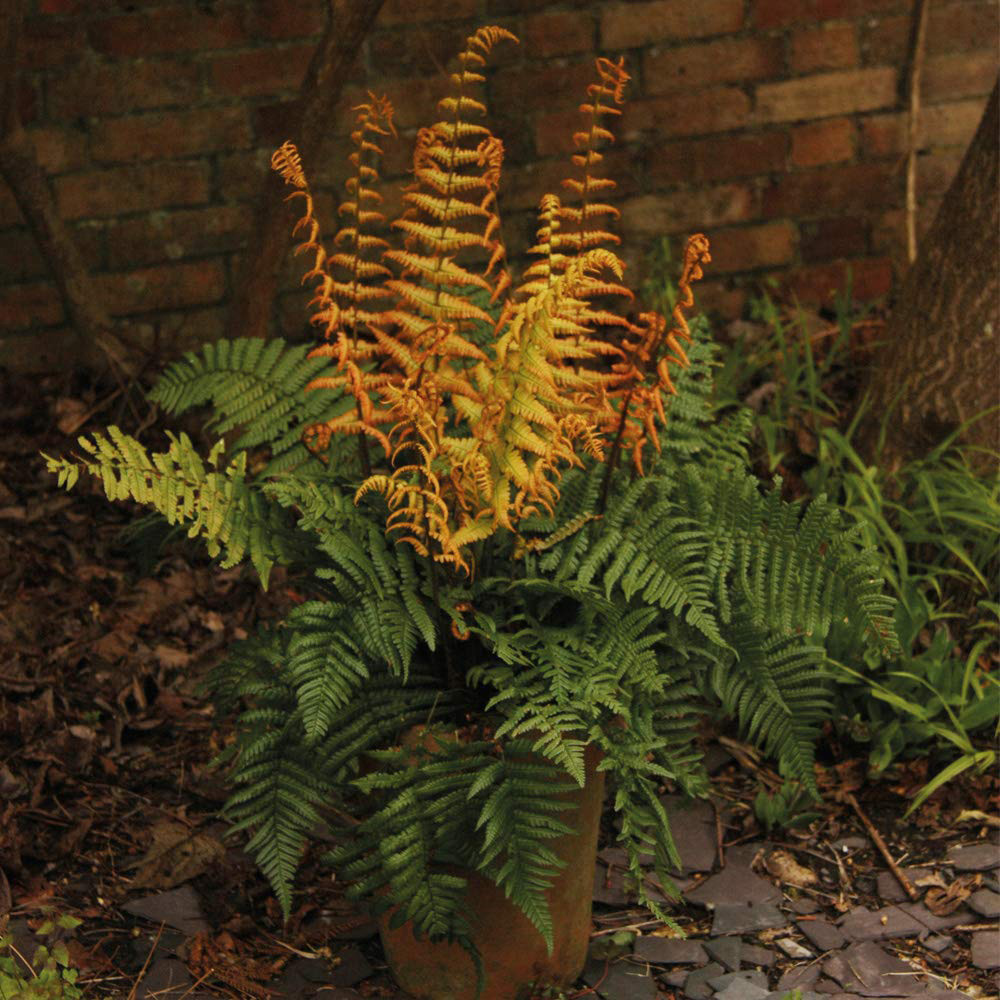 Thompson and Morgan Fern Dryopteris Jurassic Gold Plant Pot 9cm Image 2