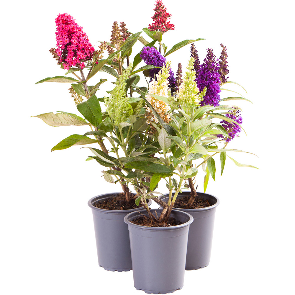 YouGarden Buddleia Butterfly Candy Collection Plant Pot 3 Pack Image 6