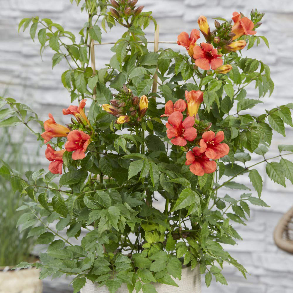 Thompson and Morgan Campsis Summer Jazz Fire Plant Pot 2L Image 2