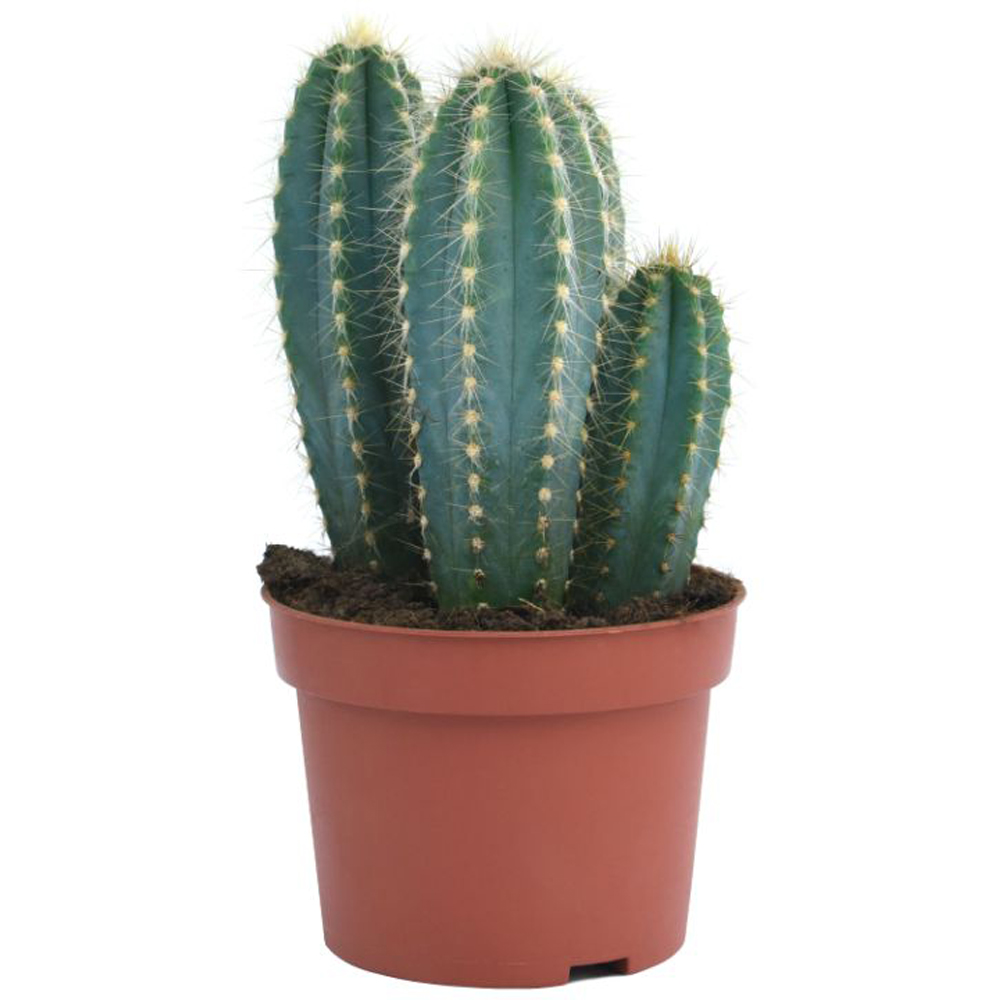 Thompson and Morgan Cactus Mixed Potted Plant 5.5cm 5 Pack Image 5