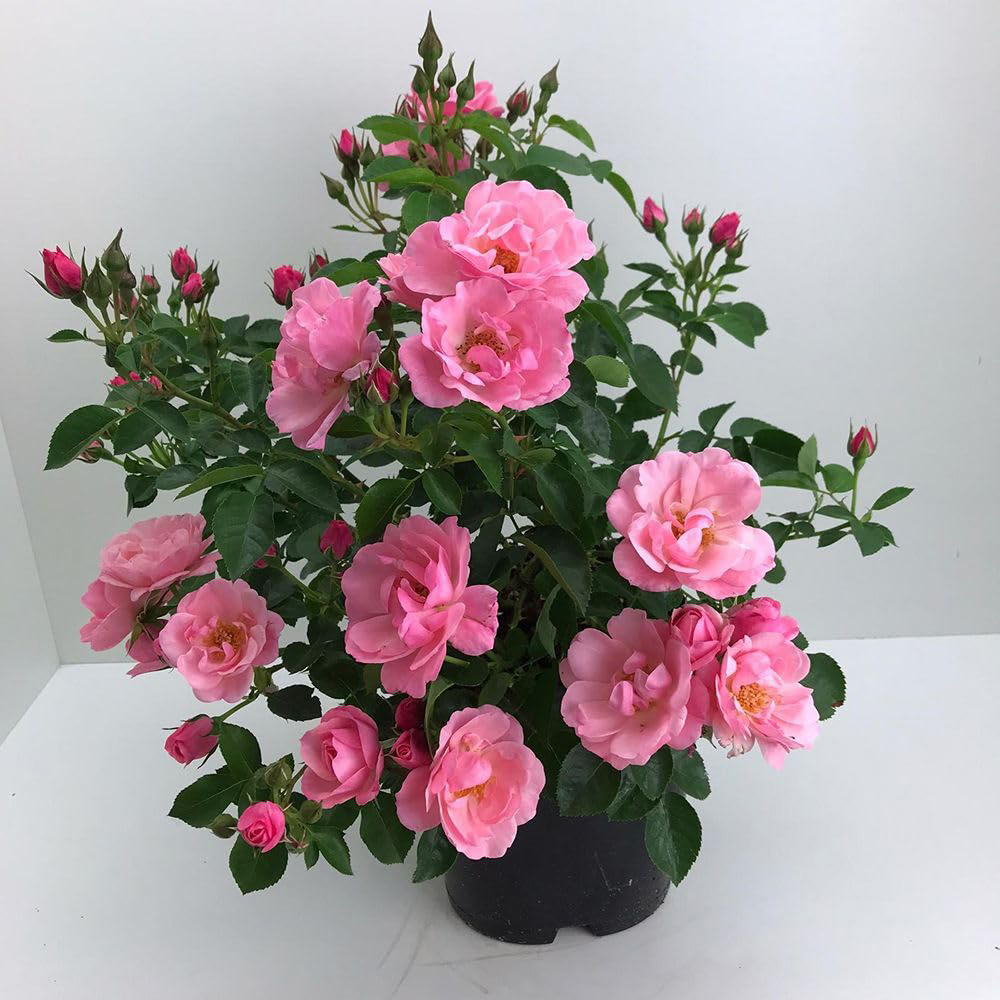 Thompson and Morgan Rosa Isnt She Precious Plant Pot 9cm 2 Pack Image 2