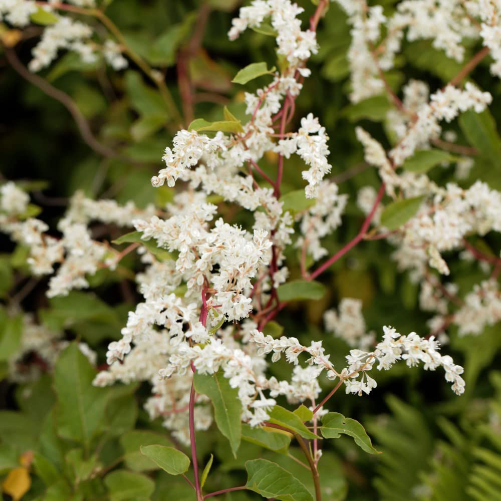 Thompson & Morgan Fallopia Baldschuanica Potted Plant 1.7L Image 1