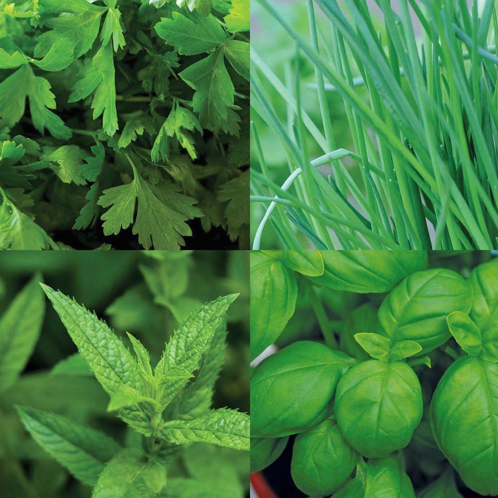 Thompson and Morgan Nurserymans Choice Flower Seed 5 Packets Image 3