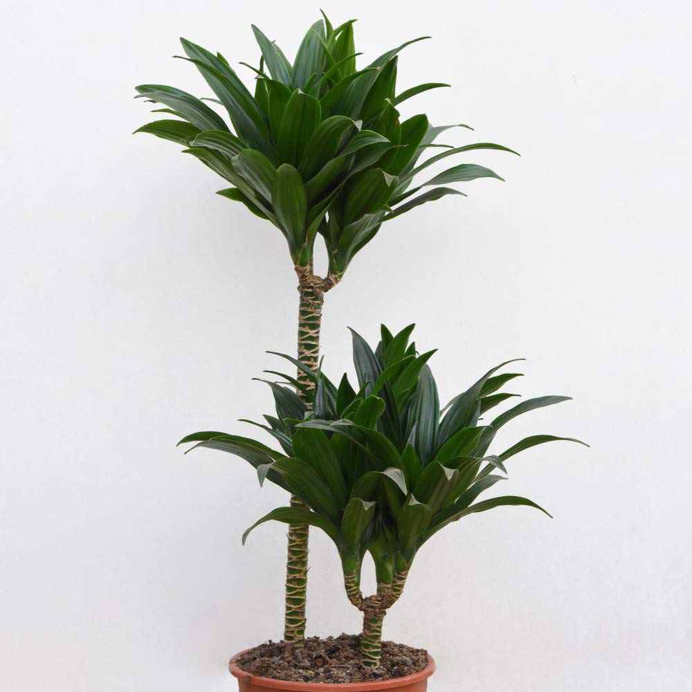 Thompson & Morgan Dracaena Dragon Tree Fragrans Compacta Potted Plant 19cm Image 4