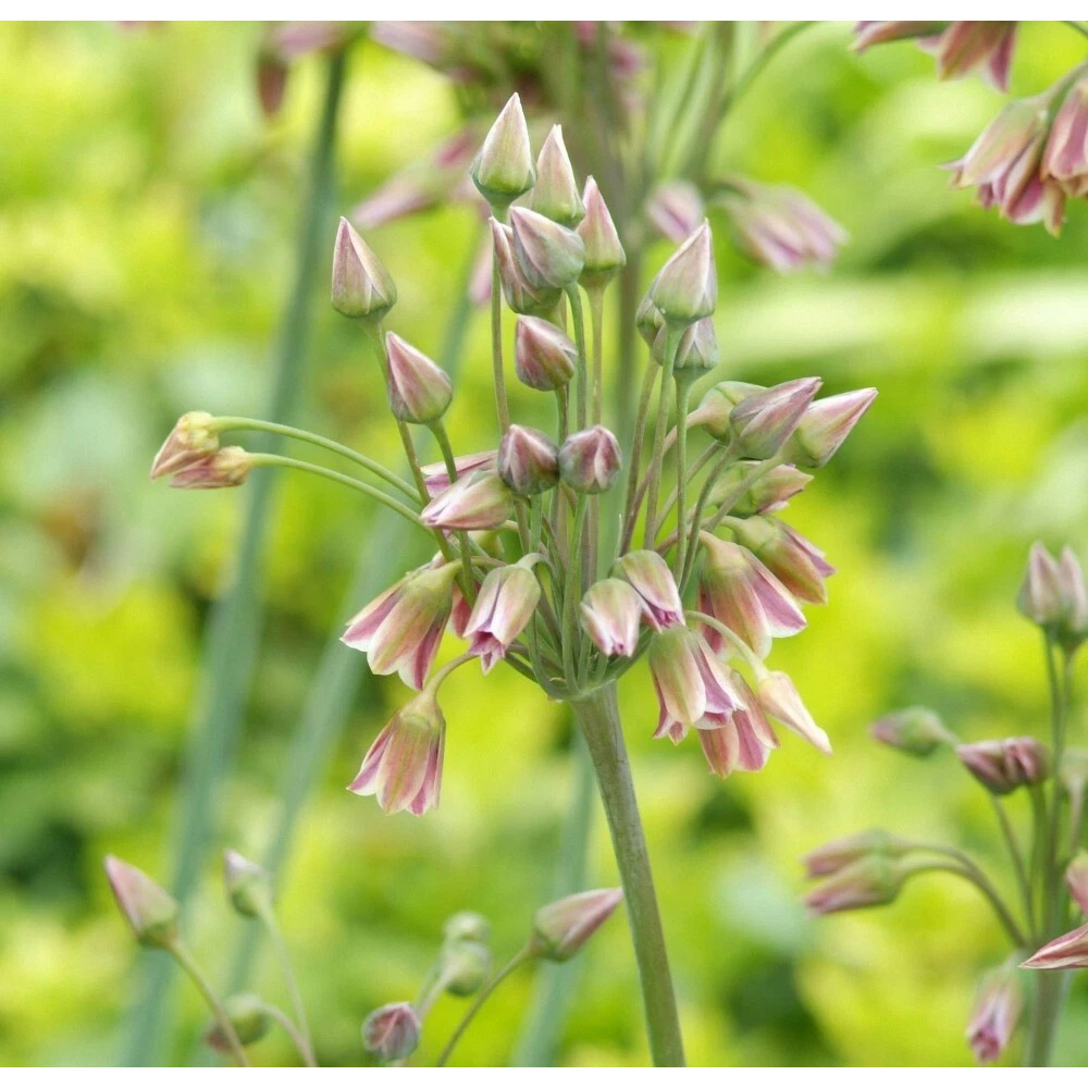 Thompson and Morgan Nectaroscordum Siculum Autumn Planting Bulb 40 Pack Image 4