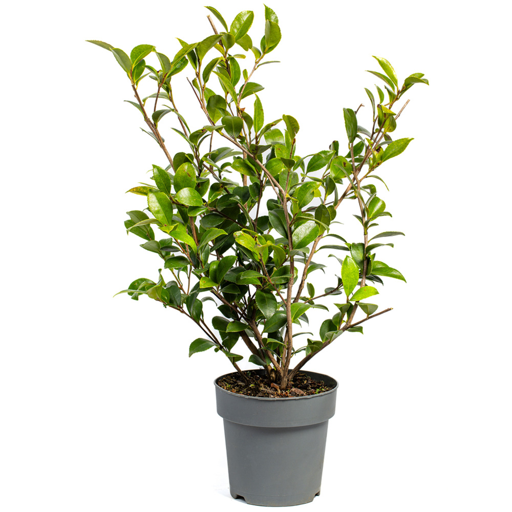 YouGarden Camellia Vernalis Yuletide with Plant Pot 15cm Image 2
