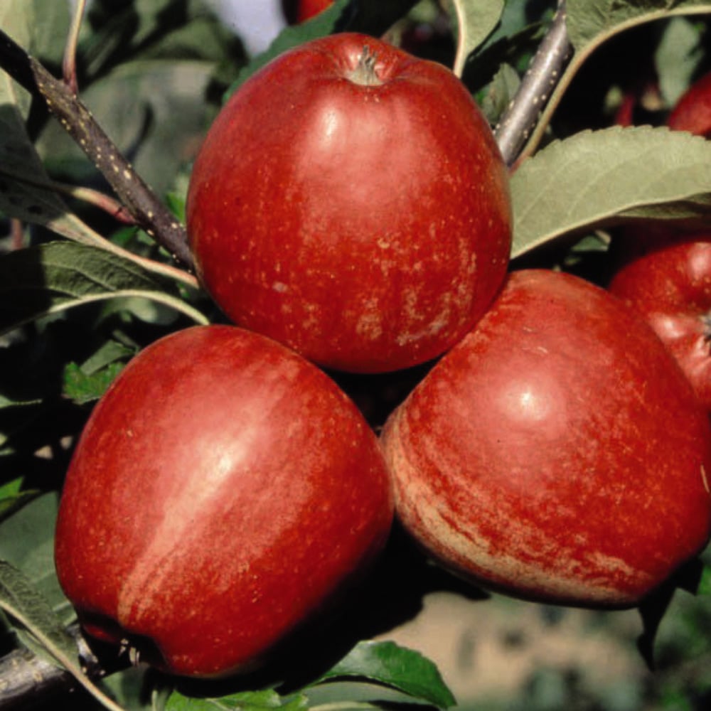 Thompson and Morgan Fruit Patio Tree Collection Plant Pot 9cm 3 Pack Image 3