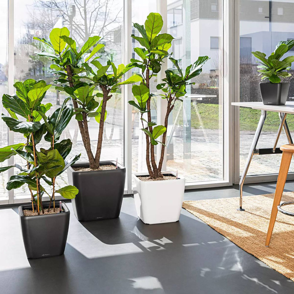 Lechuza Quadro Charcoal Self Watering Planter 21cm 2 Pack Image 4