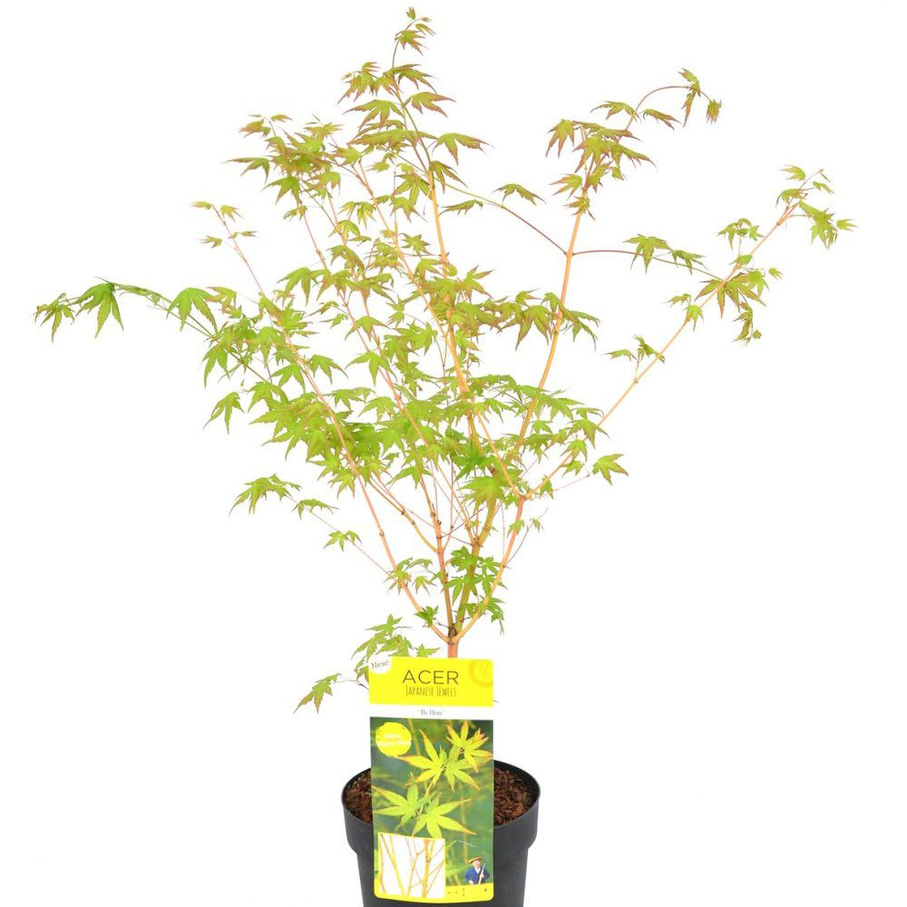 Thompson and Morgan Acer Palmatum Bi Hoo Plant Pot 6.5L Image 2