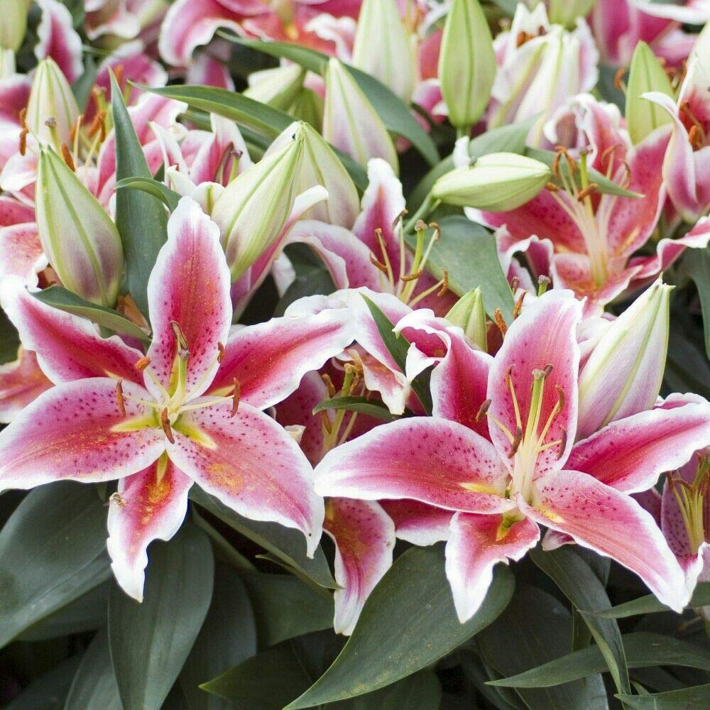 Thompson and Morgan Lily Groundcover Dazzler Planting Bulb 9 Pack Image 1