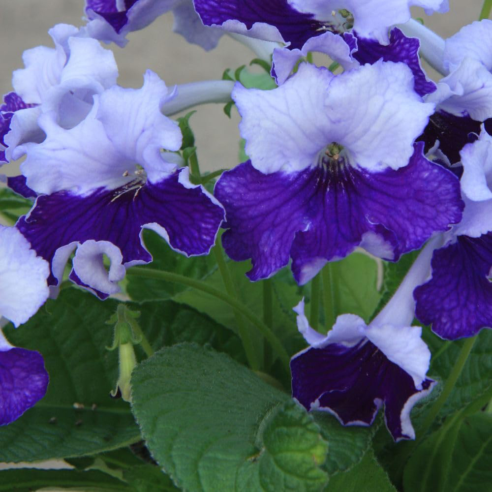 Thompson and Morgan Streptocarpus Manon Jumbo Plug 3 Pack Image 2