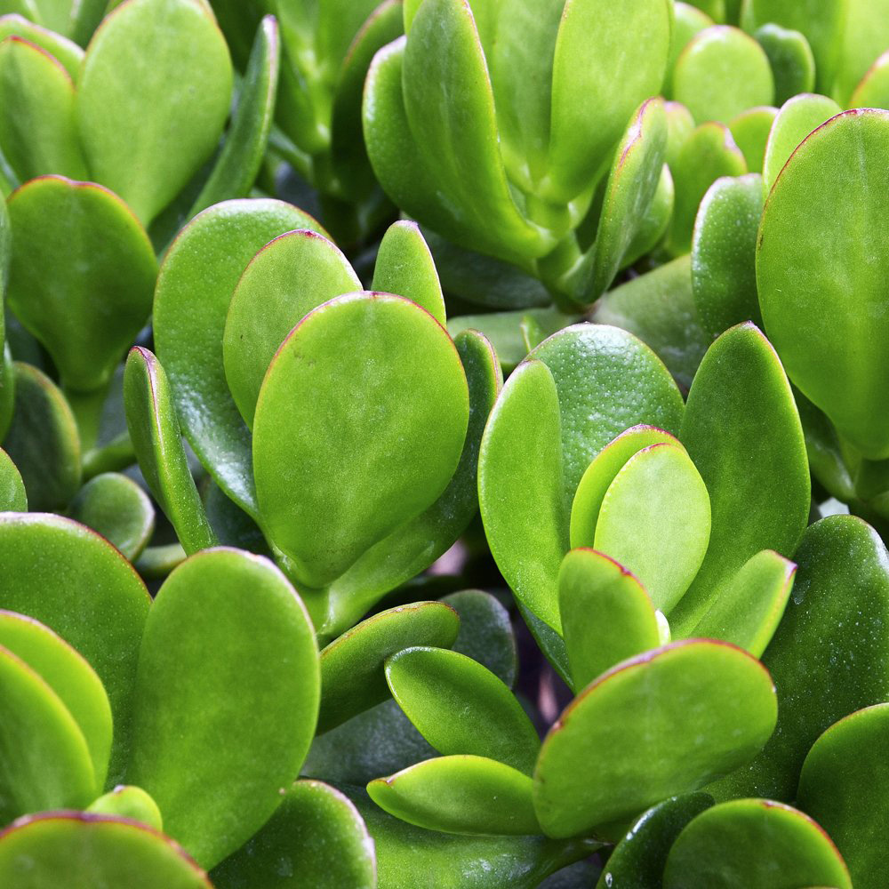 Thompson and Morgan Crassula Succulents Mix Potted Plant 10.5cm 5 Pack Image 6