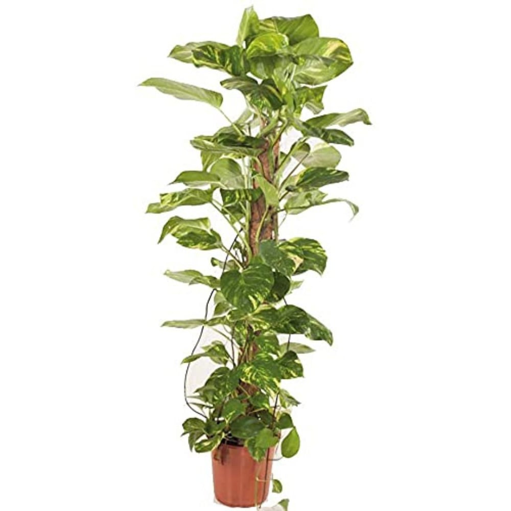Thompson & Morgan Epipremnum Scindapsus Aureum Potted Plant 24cm Image 2