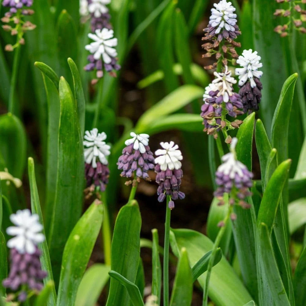Thompson and Morgan Muscari Grape Ice Autumn Planting Bulb 8 Pack Image 2