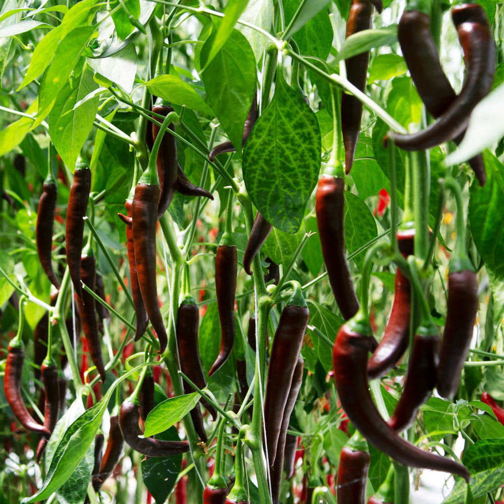 Thompson and Morgan Chilli Pepper Hot Collection Plant Pot 9cm 3 Pack Image 4