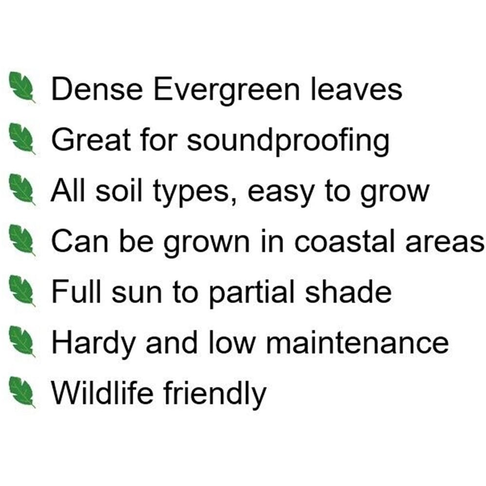 Inspirational Gifting Green Privet Evergreen Bare Root Hedge Plant Sapling 30-60cm 20 Pack Image 7