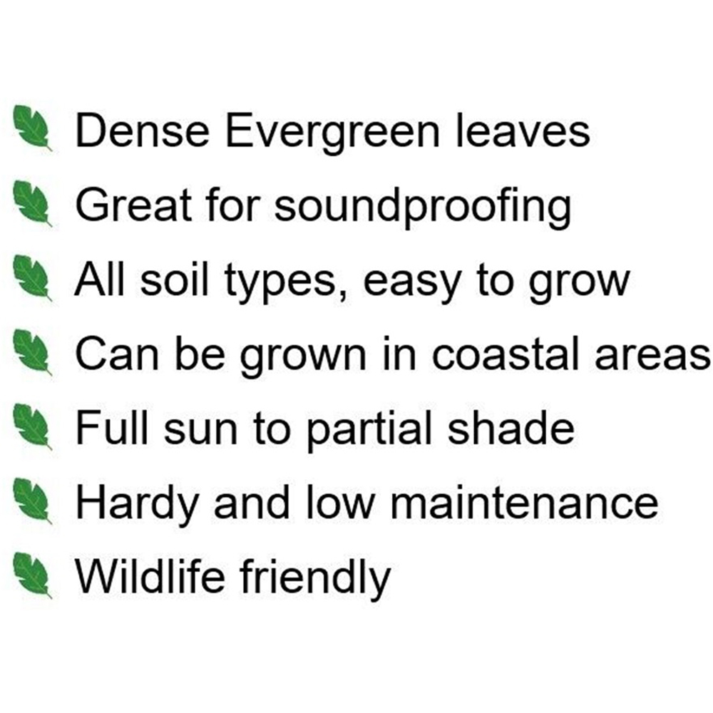 Inspirational Gifting Green Privet Evergreen Bare Root Hedge Plant Sapling 30-60cm 10 Pack Image 7