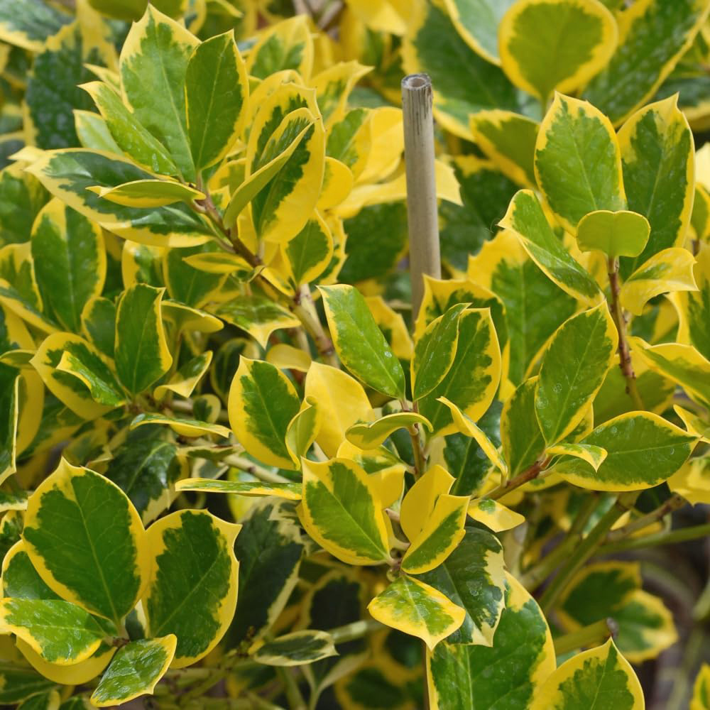 Thompson and Morgan Ilex Holly Altaclerensis Golden King Potted Plant 3L Image 2