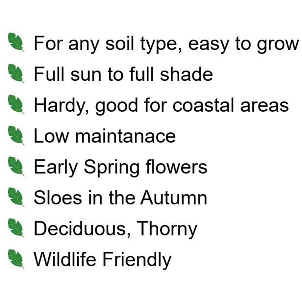 Inspirational Gifting Blackthorn Bare Root Hedge Plant Sapling 4-5ft 20 Pack Image 6