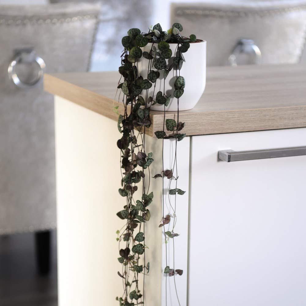 Thompson and Morgan String of Hearts Plant in Hanging Basket 10cm 2 Pack Image 6