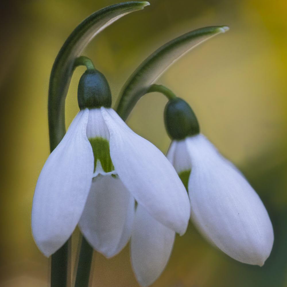 Thompson and Morgan Galanthus Snowdrop Ikariae Planting Bulb 10 Pack Image 2