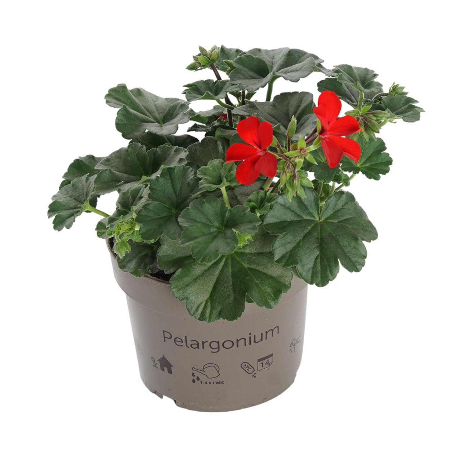 Geranium Calliope Bedding - Multicolour Image 2