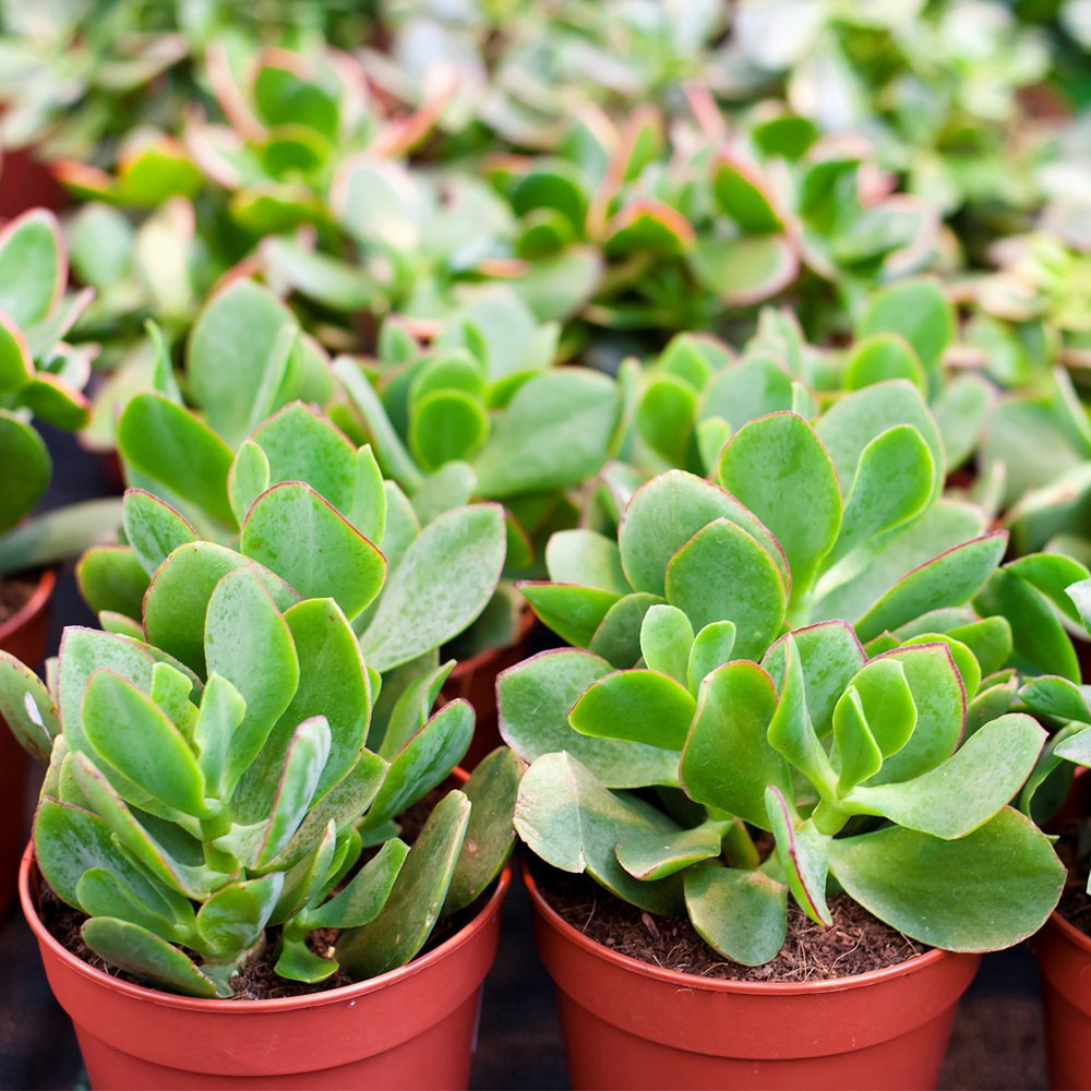 Thompson and Morgan Crassula Succulents Mix Potted Plant 10.5cm 5 Pack Image 2