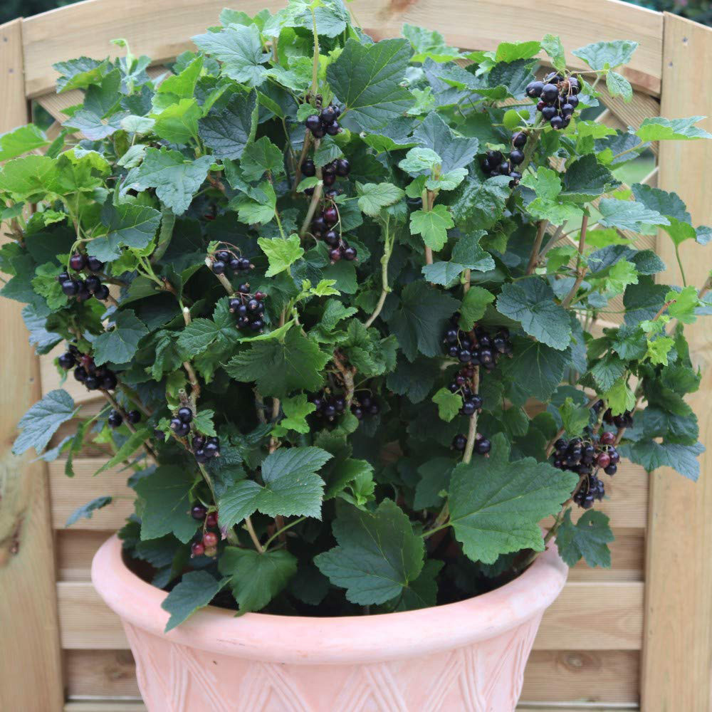 Thompson & Morgan Blackcurrant Ribes nigrum Summer Pearls Patio Potted Plant 9cm 3 Pack Image 2