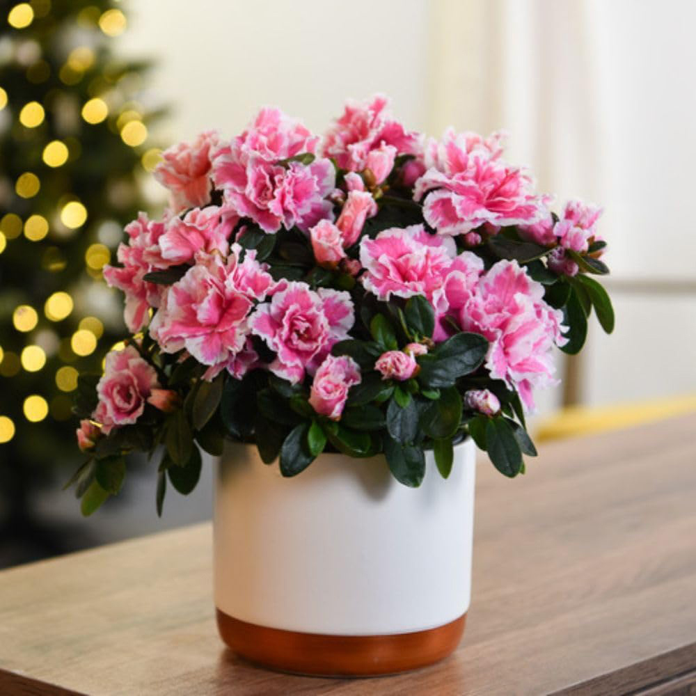 Thompson and Morgan Christmas Gift Pink and White Azalea Plant Pot 12cm 2 Pack Image 5