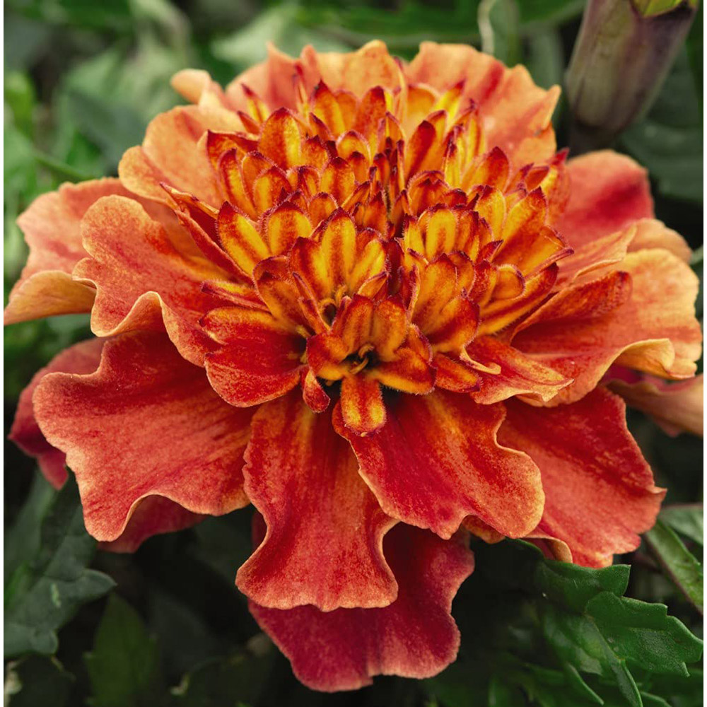 Thompson and Morgan Marigold Strawberry Blonde Garden Ready Plant 15 Pack Image 2