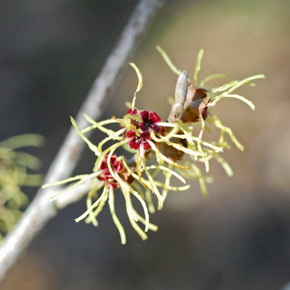 Thompson and Morgan Hamamelis Intermedia Pallida Potted Plant 9cm 2 Pack Image 4