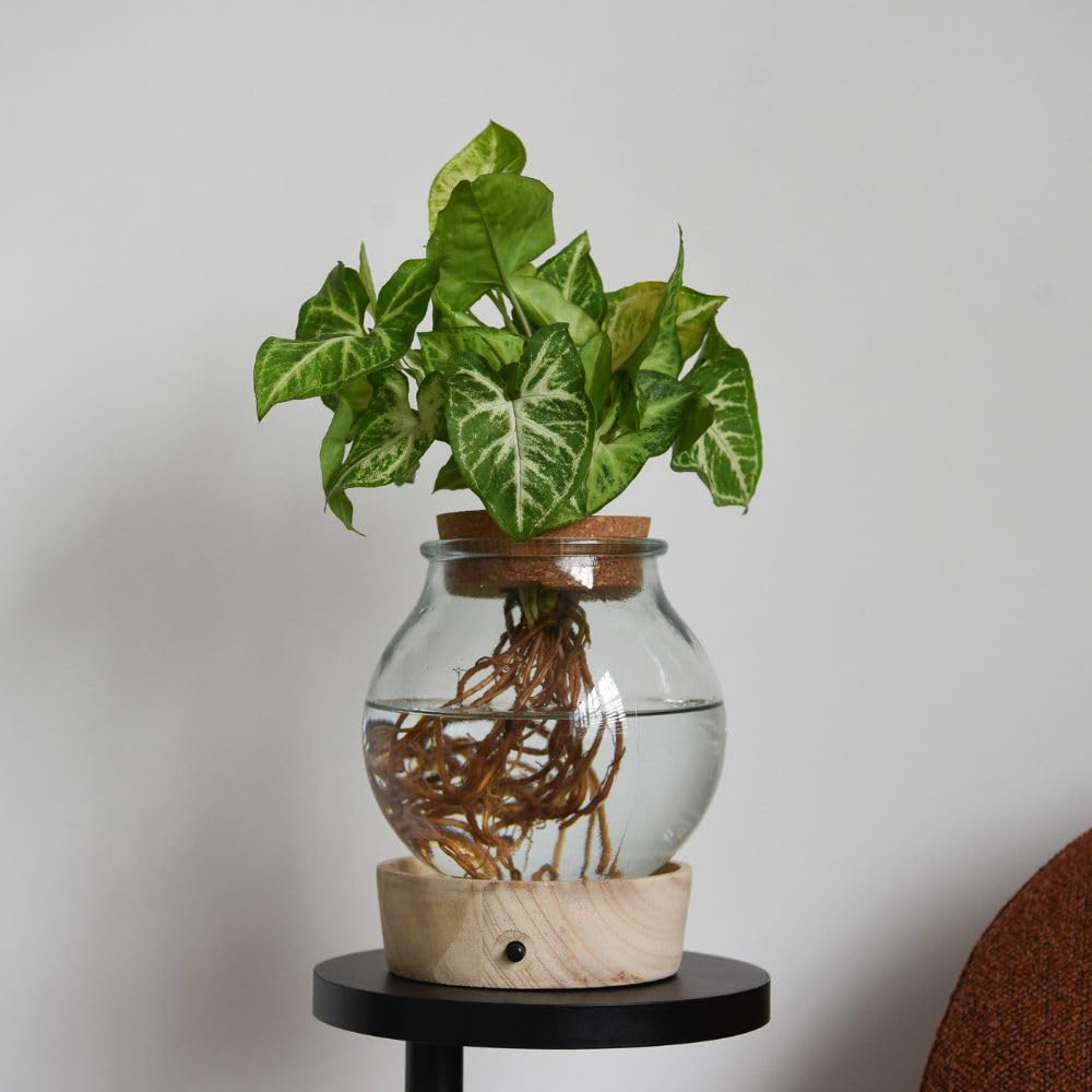 Thompson and Morgan Houseplants Mix Plant in Glass Vase with Light Up Base Image 4