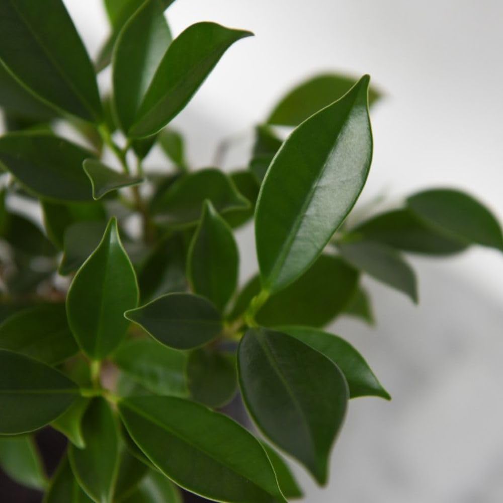 Thompson and Morgan Bonsai Ficus In Ceramic With Saucer Potted Plant 13cm 2 Pack Image 2