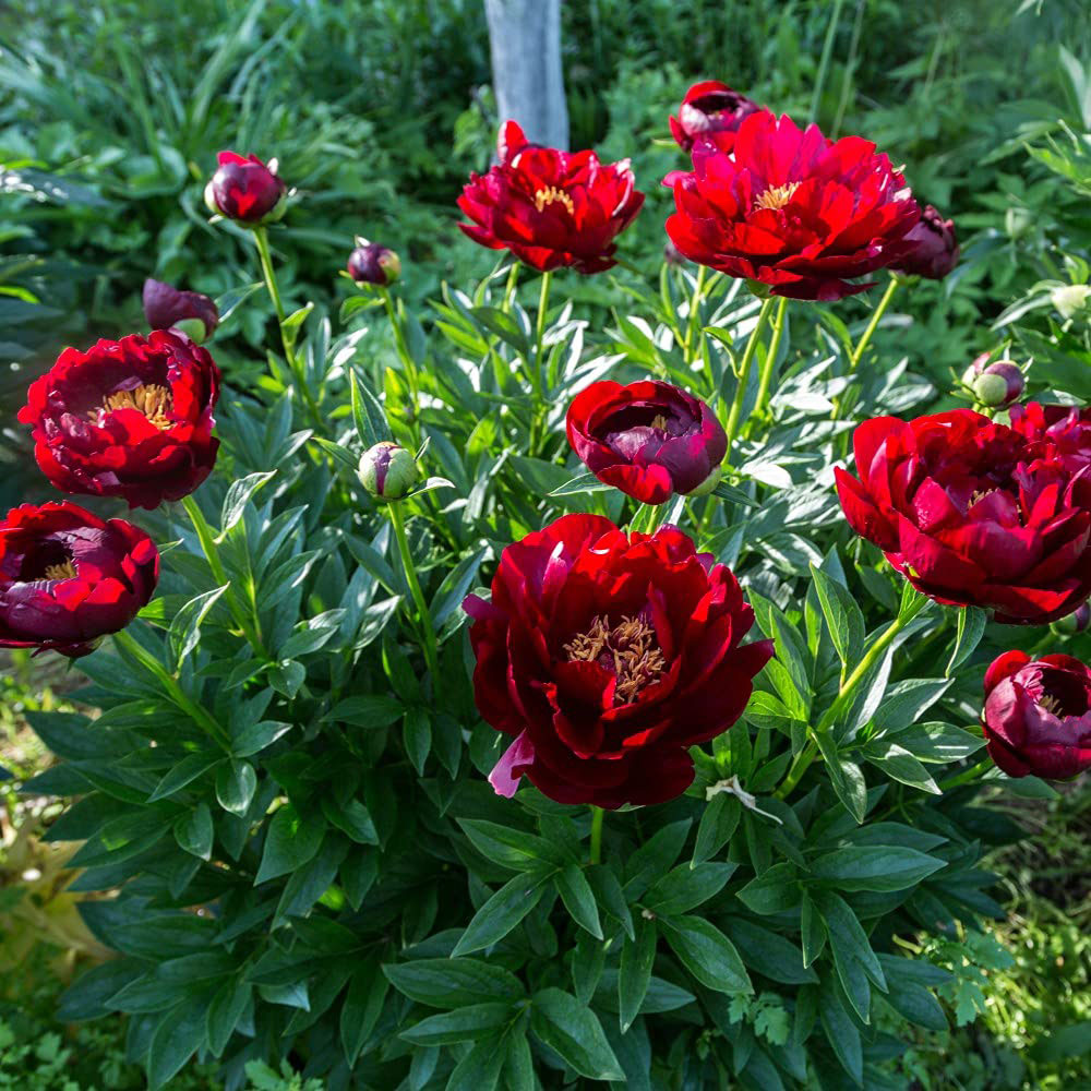 Thompson and Morgan Peony Buckeye Belle Bare Roots 2 Pack Image 3