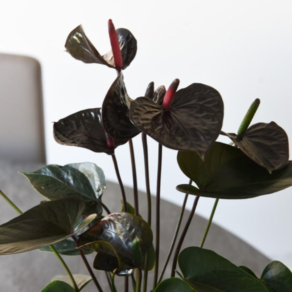 Thompson and Morgan Anthurium Black Love Plant in Pot 12cm Image 5