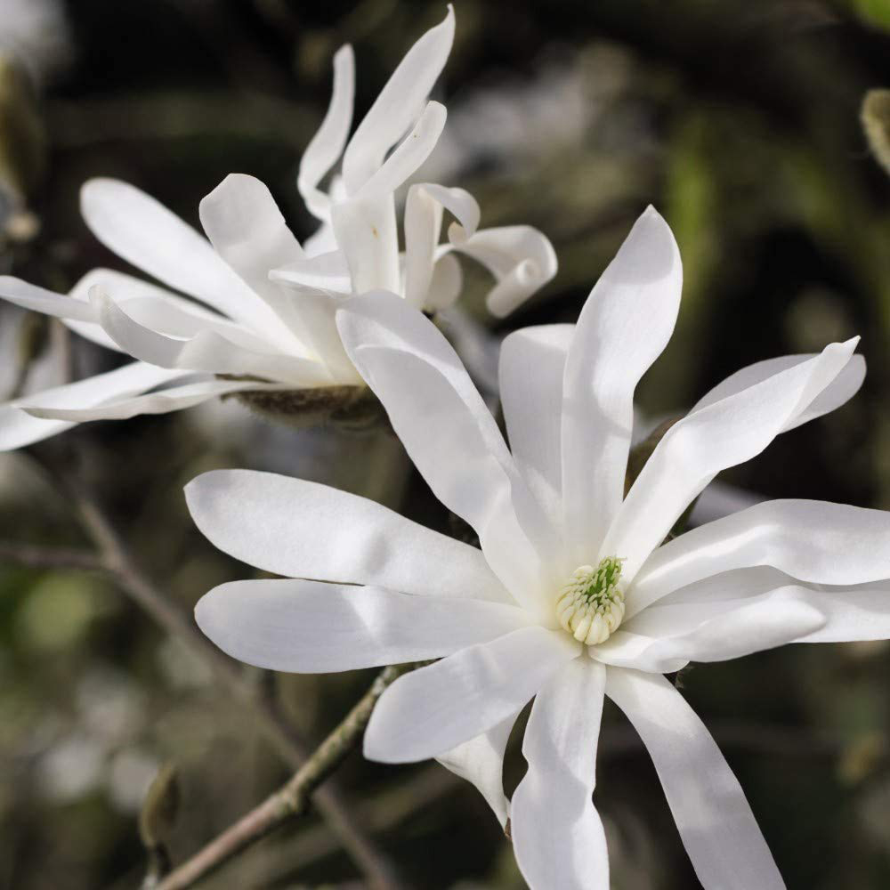 Thompson and Morgan Magnolia Stellata Plant Pot 9cm Image 4
