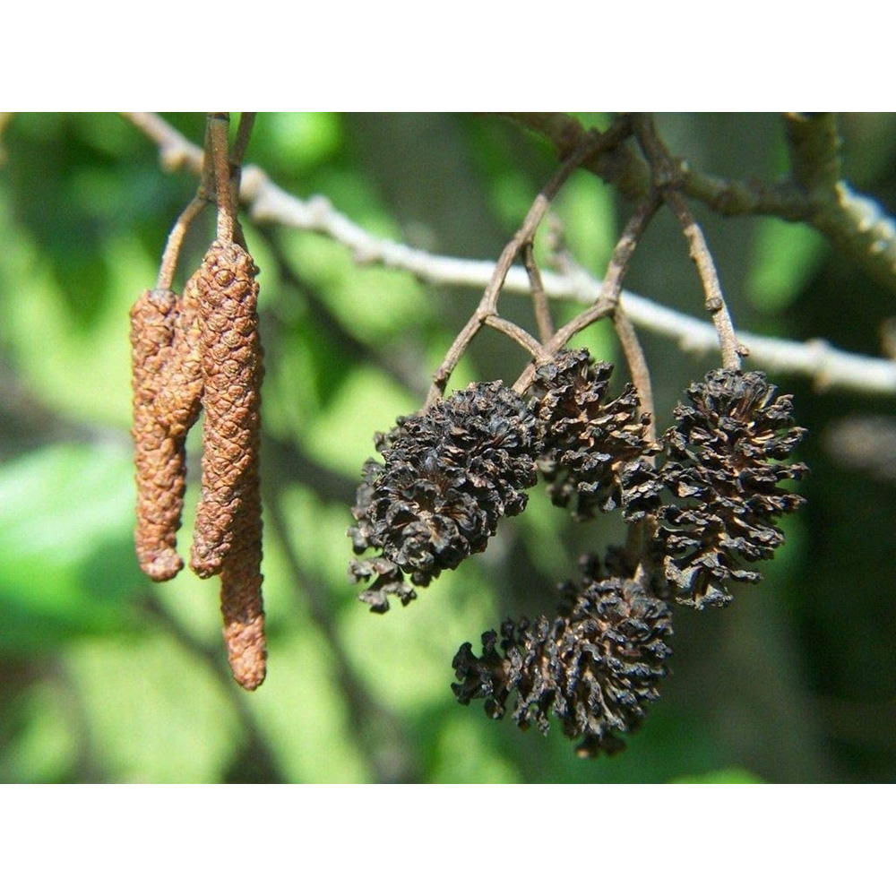 Inspirational Gifting Alder Bare Root Hedge Plant Sapling 2-3ft 20 Pack Image 3