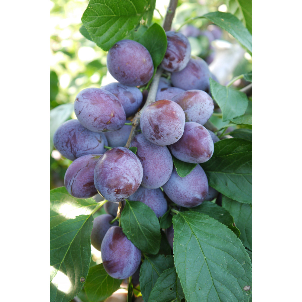 Frank P Matthews Trees Plum Prunus Toptaste Kulinaria Weiwa Maiden Tree Image 2