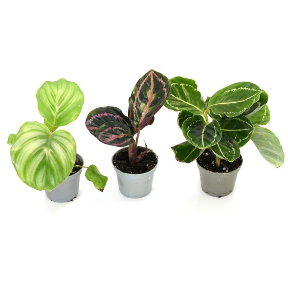 Thompson and Morgan Calathea Starter Mix Packcm Potted Plant 6cm Image 3