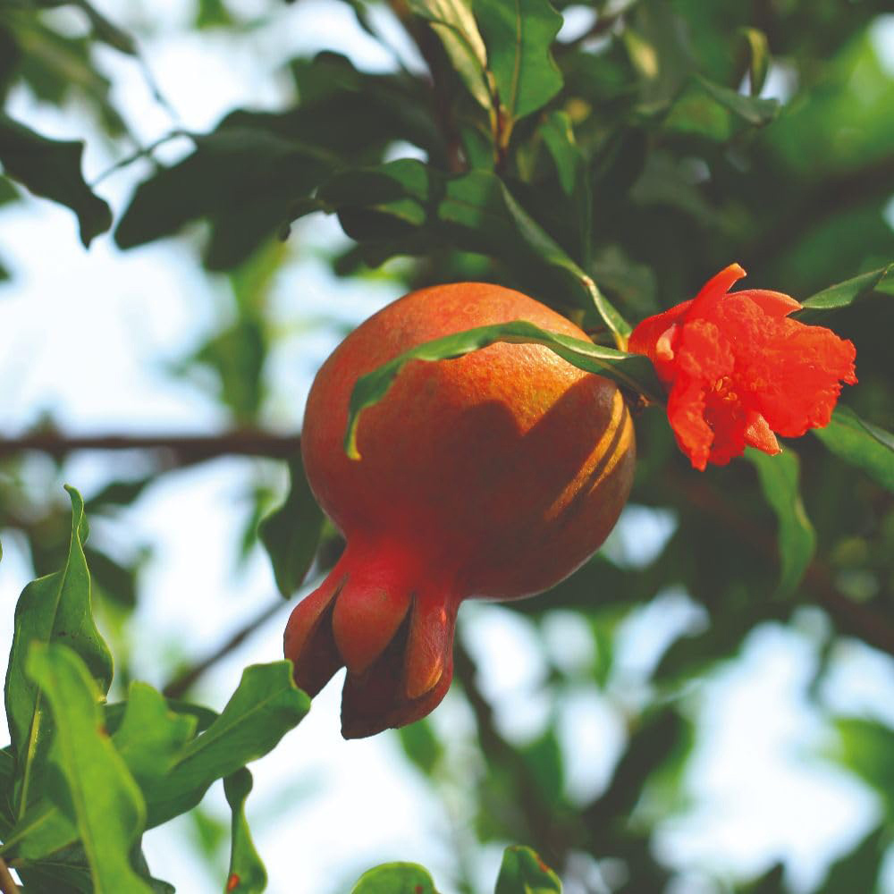 Thompson and Morgan Punica Pomegranate Granatum Plant in Pot 15cm 2 Pack Image 2