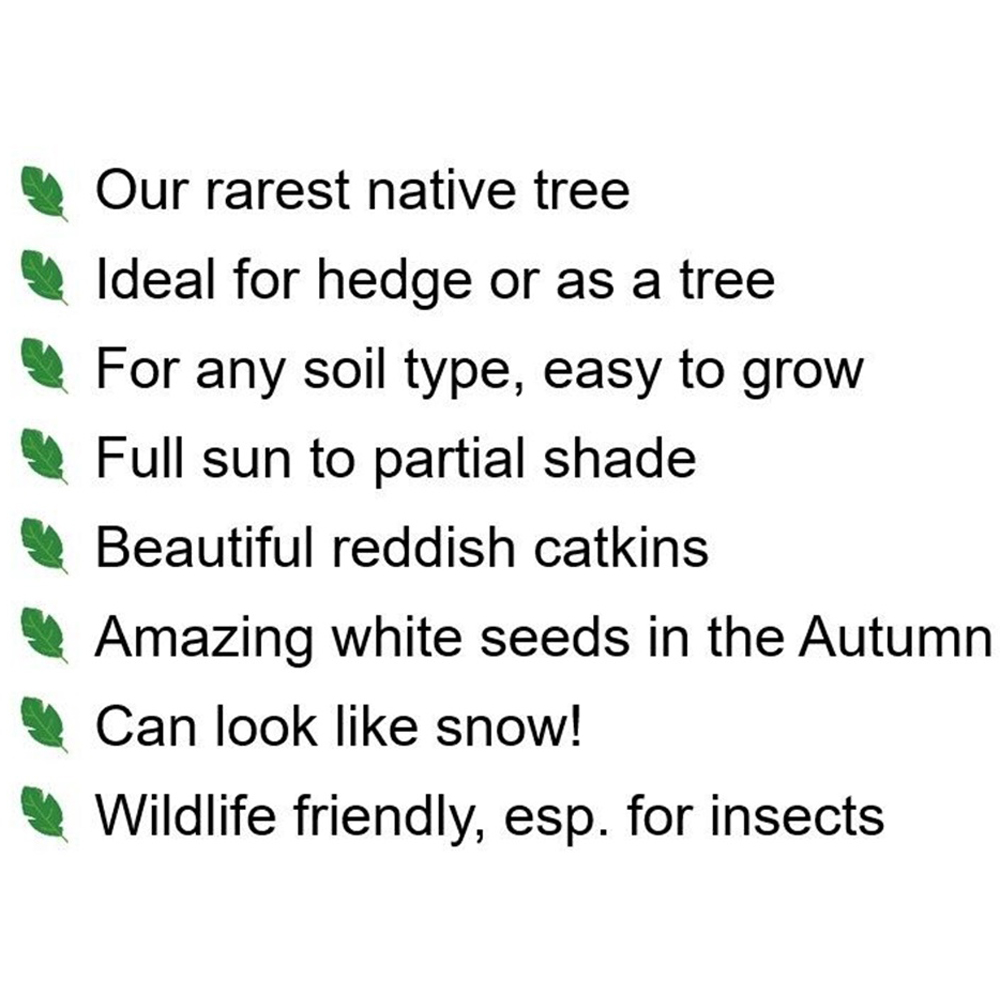 Inspirational Gifting Poplar Bare Root Hedge Plant Sapling 4-5ft 20 Pack Image 5