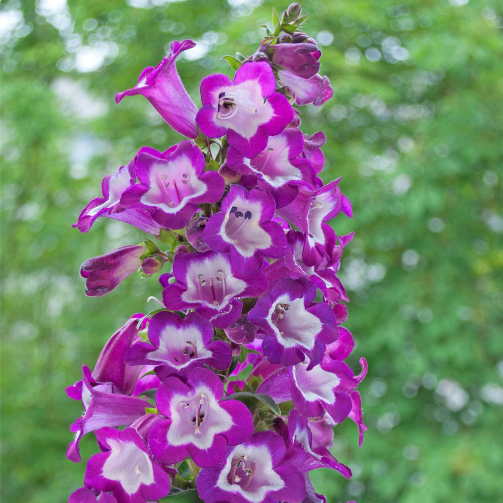 Thompson and Morgan Pestemon Pensham Czar Plant Pot 1L Image 5