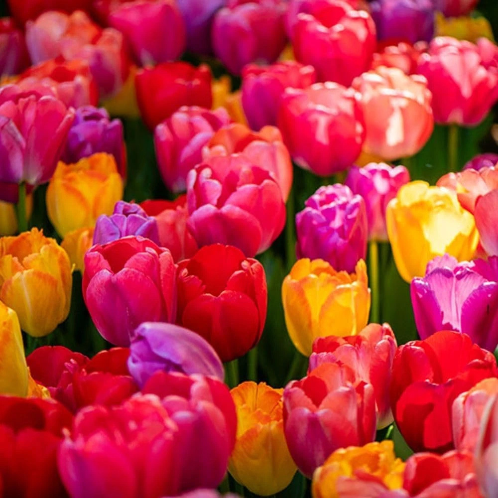 Thompson and Morgan Tulip Giant Collection Planting Bulb 20 Pack Image 1