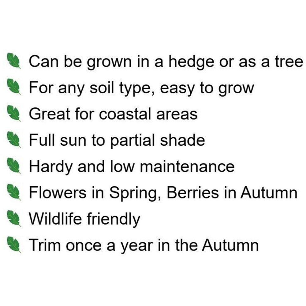 Inspirational Gifting Rowan Mountain Ash Bare Root Hedge Plant Sapling 4-5ft 5 Pack Image 7