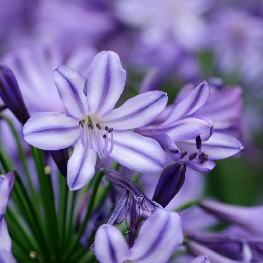 Thompson and Morgan Agapanthus Umbellatus Poppin Star Plant Pot 2L Image 3